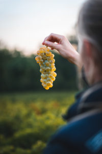 jolie grappe de raisin blanc